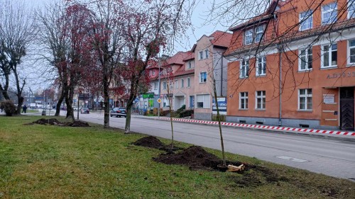 Ponad 100 drzew w ramach jesiennych nasadzeń pojawiło się w Giżycku 